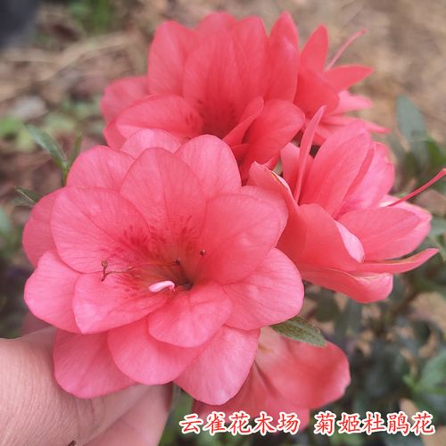 皋月菊姬杜鹃花红色重瓣花型品种杜鹃花楼顶阳台客厅趣味净化花卉