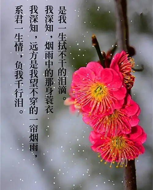 梅花泪(青青草演唱)