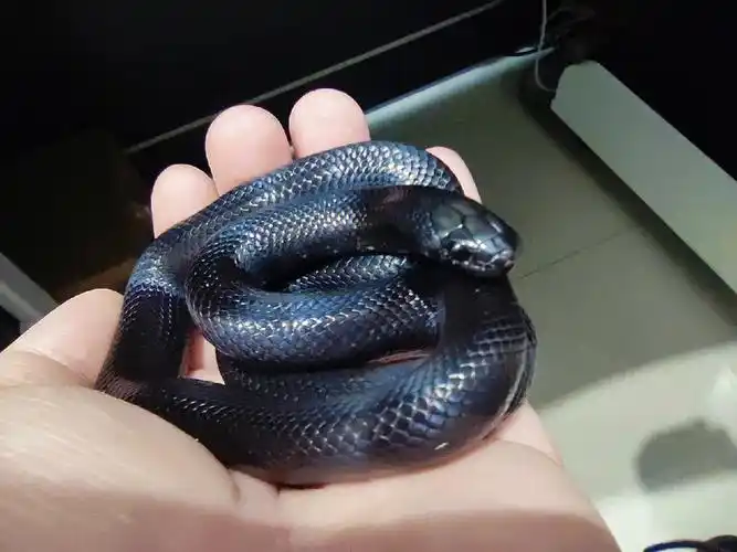 这只叫花花#宠物蛇  #王蛇  #我的萌宠  #黑王蛇