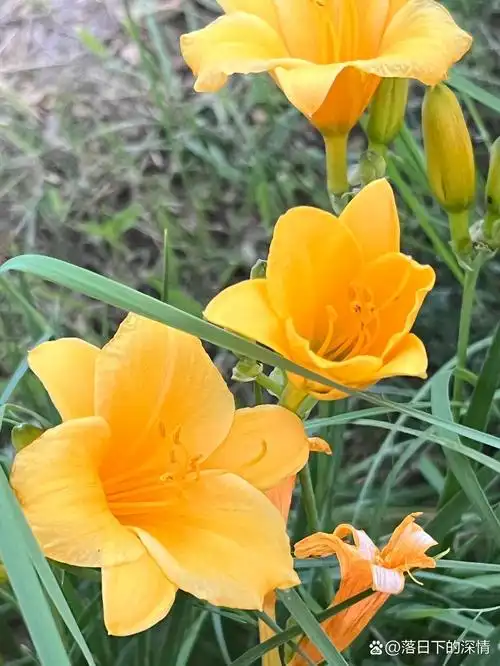 每日一拍(萱草花)