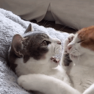 riepoyonn# 喵星人来了,我们一起看看猫片_撩妹撩汉表情-发表情