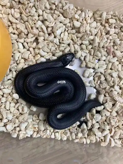 墨西哥黑王_王蛇_宠物_宠物其他