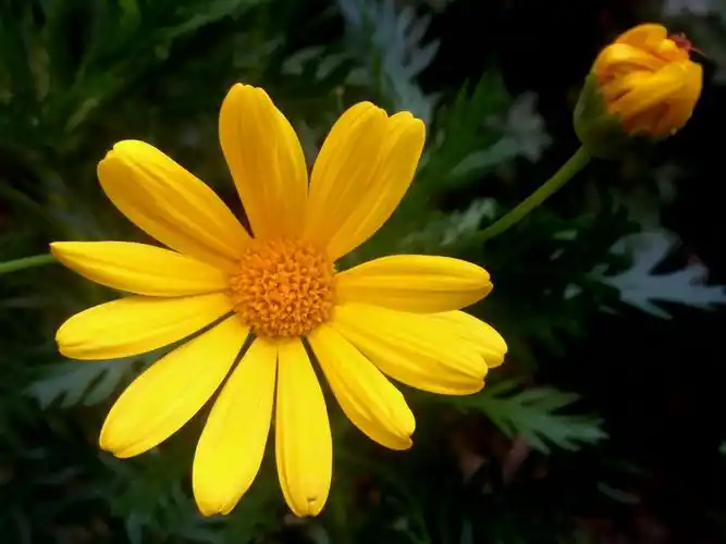 黄金菊的花语 -娟蝶鲜花蛋糕网