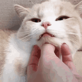 猫猫表情包 太可爱了!