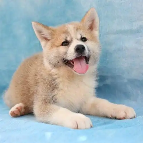 狗狗的皮肤病总是反复发作,该怎么解决呢?_百度知道