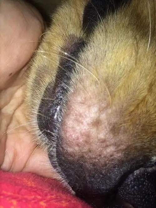 狗狗嘴巴上长的是螨虫吗?