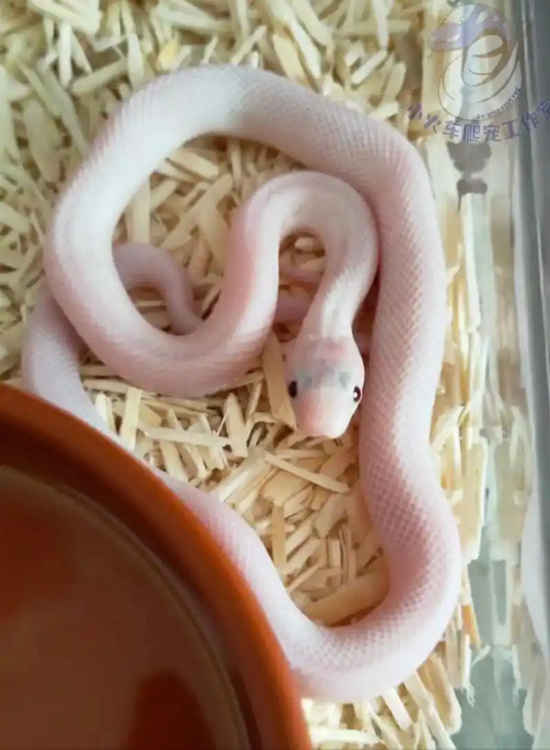 宠物蛇合集,玉米蛇,猪鼻蛇,黑王,白娘娘都有哦 欢迎大家来店 - 抖音