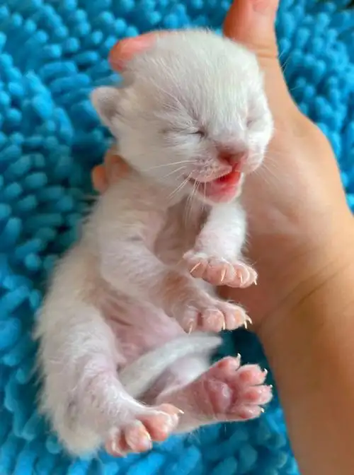 9日龄暹罗猫小奶猫