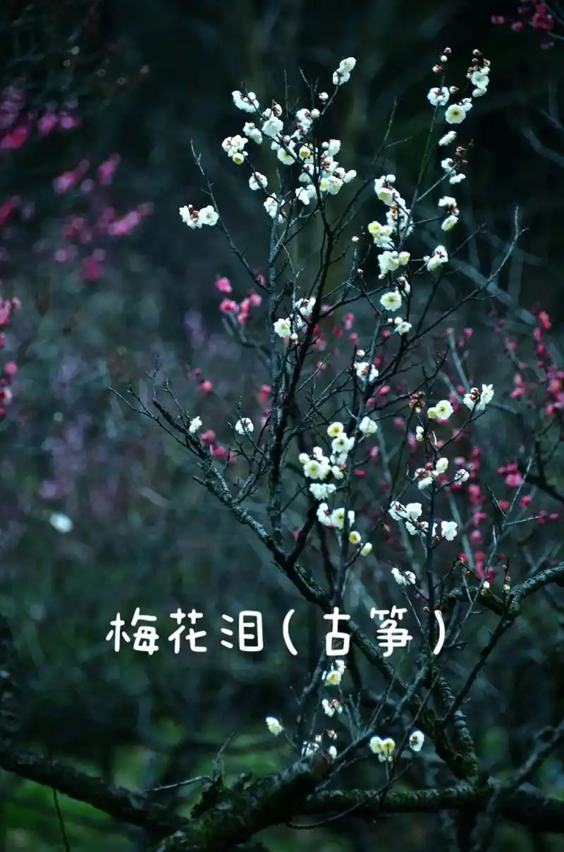 梅花泪(古筝)填词:刘海东谱曲:刘亦敏原唱:文希演唱 - 抖音