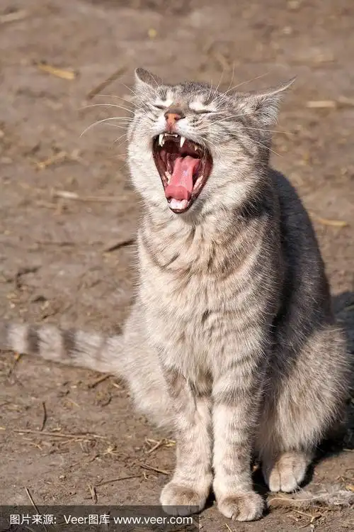 张大嘴巴的猫