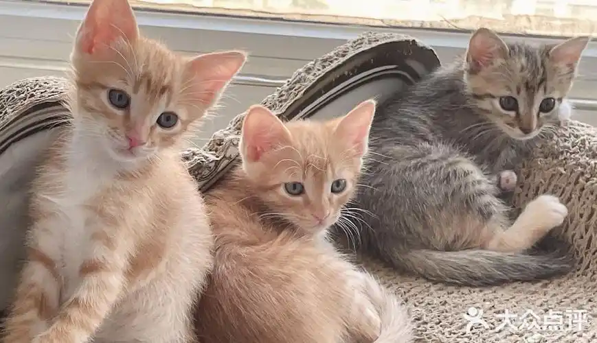 免费领养暹罗猫和橘猫串串小奶猫