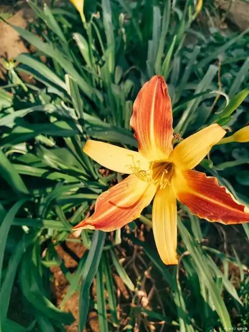 母亲节的由来,萱草花才是中国的母亲花