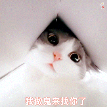 猫猫 猫咪表情包