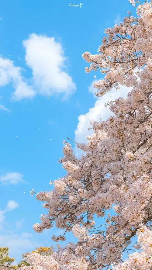 收集波浪海水亮晶晶清爽高山绿地风景水波纹壁纸
