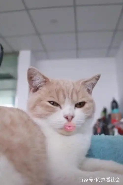 主人把嘴巴p到猫脸上太魔性网友我已经忘了它本来的样子