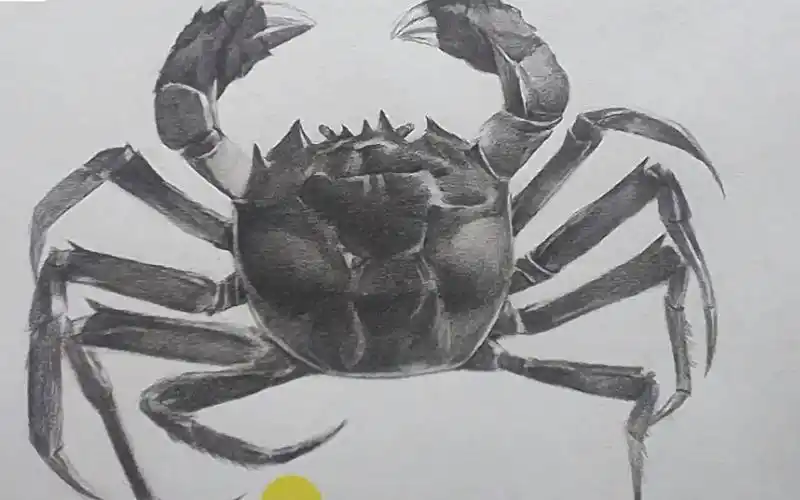 绘画零基础教程,案例示范 螃蟹(上)【合尚教育】_哔哩哔哩 (゜-゜)つ