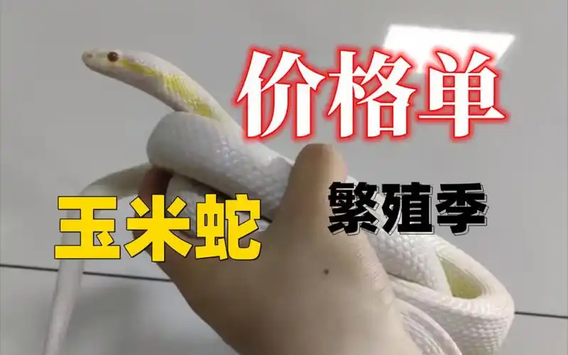 买玉米蛇╟新爬友来看看这个视频(黑王蛇,玉米蛇,猪鼻蛇,宠物蛇价格