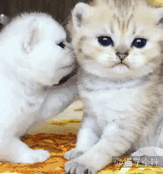 喵星人gif图不小心把猫咪的胡须拔掉一根神奇的事情发生了