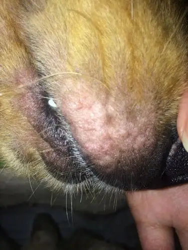 狗狗嘴巴上长的是螨虫吗?