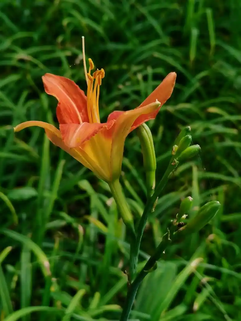 手机摄影黄花又叫忘忧草萱草花语隐藏的爱解愁以及忘忧在中国黄花菜的