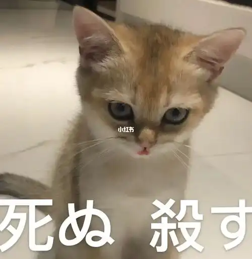 吸猫  #小奶猫  #表情包  #宠物  #宠物表情包  #猫咪表情包  #猫咪
