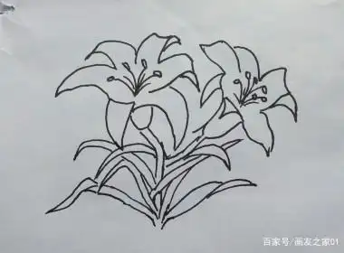 萱草花的线描画(步骤):手把手一步一步教你画萱草花(绘画素材