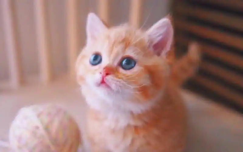 粉嫩可爱的小奶猫高清手机壁纸,动物壁纸,唯美,可爱,高清,猫咪,宠物