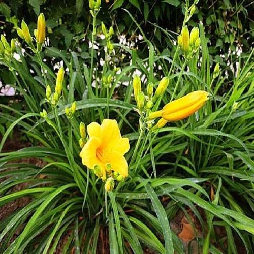 庭院走道两边绿化苗金娃娃/大花萱草 黄花菜 盆栽大花萱草