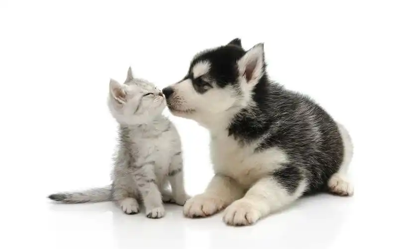 我见过最甜的爱情,居然是我家猫咪和狗狗之间的_小奶