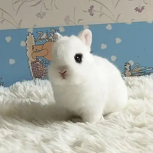 兔子活体进口单血双纯种侏儒迷你兔茶杯小型荷兰兔