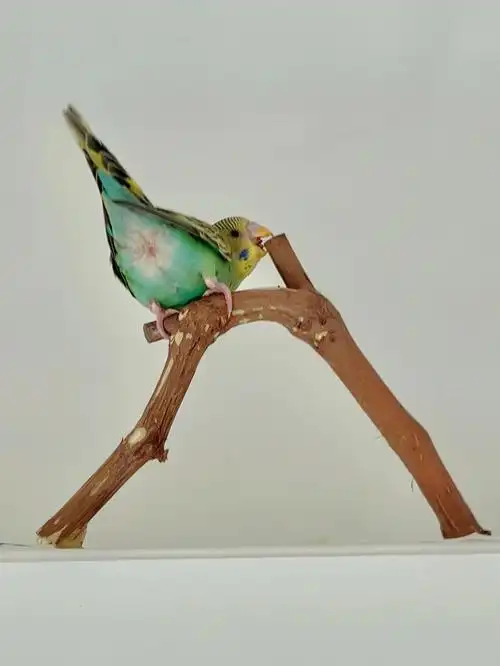 0元做鹦鹉站架我的崽太喜欢了0606