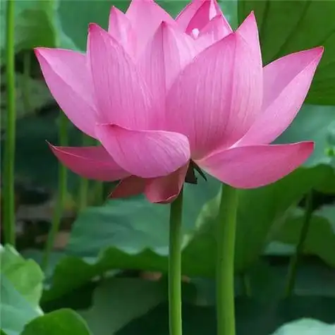 最漂亮荷花大全头像