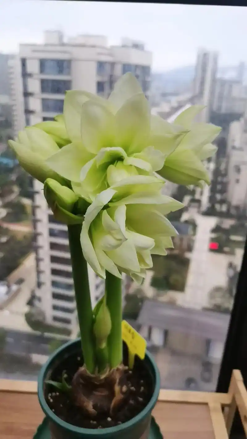 重瓣朱顶红 阿弗雷10.22种下,开花了白色带丝绒光感,仙 - 抖音