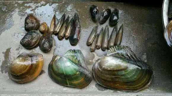 今年第一次下水,收获了一堆河蚌,还有些少见的贝类