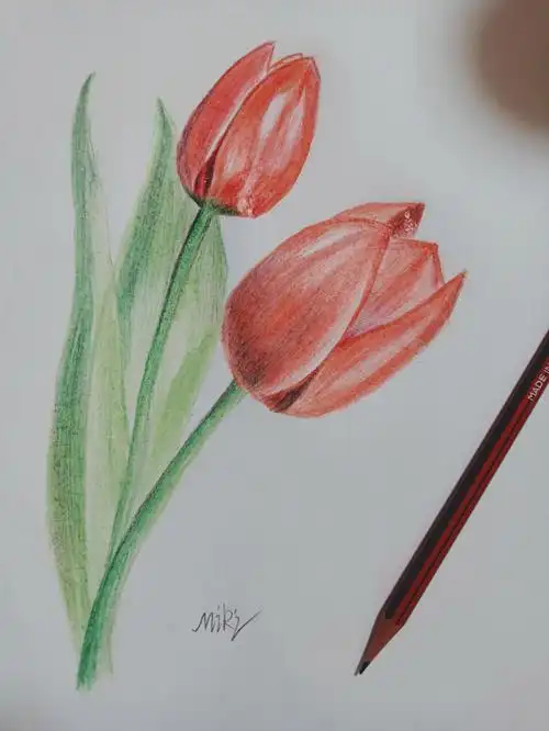 学习绘画郁金香