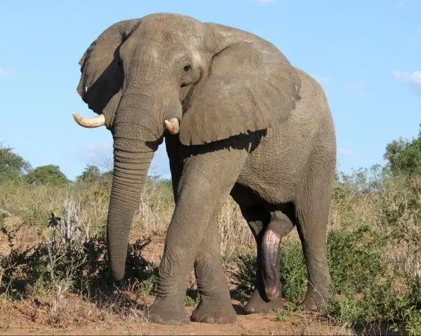 7,雄性大象经常会把他们的铅笔当作第五条腿来支撑自己的身体,大象的