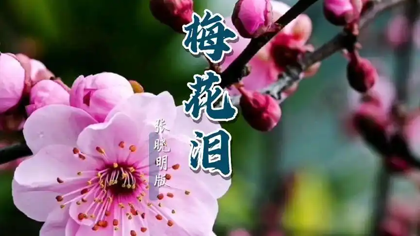 一曲《梅花泪》,唱出了离别到思念,红颜易老的感叹,声声入心