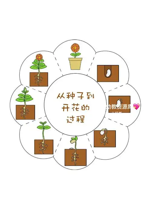 幼儿园植物角-种子的发芽过程素材图