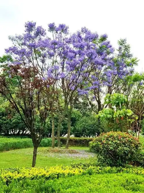 初夏,到昆明感受蓝花楹的紫色浪漫!_楹树_美景_城市