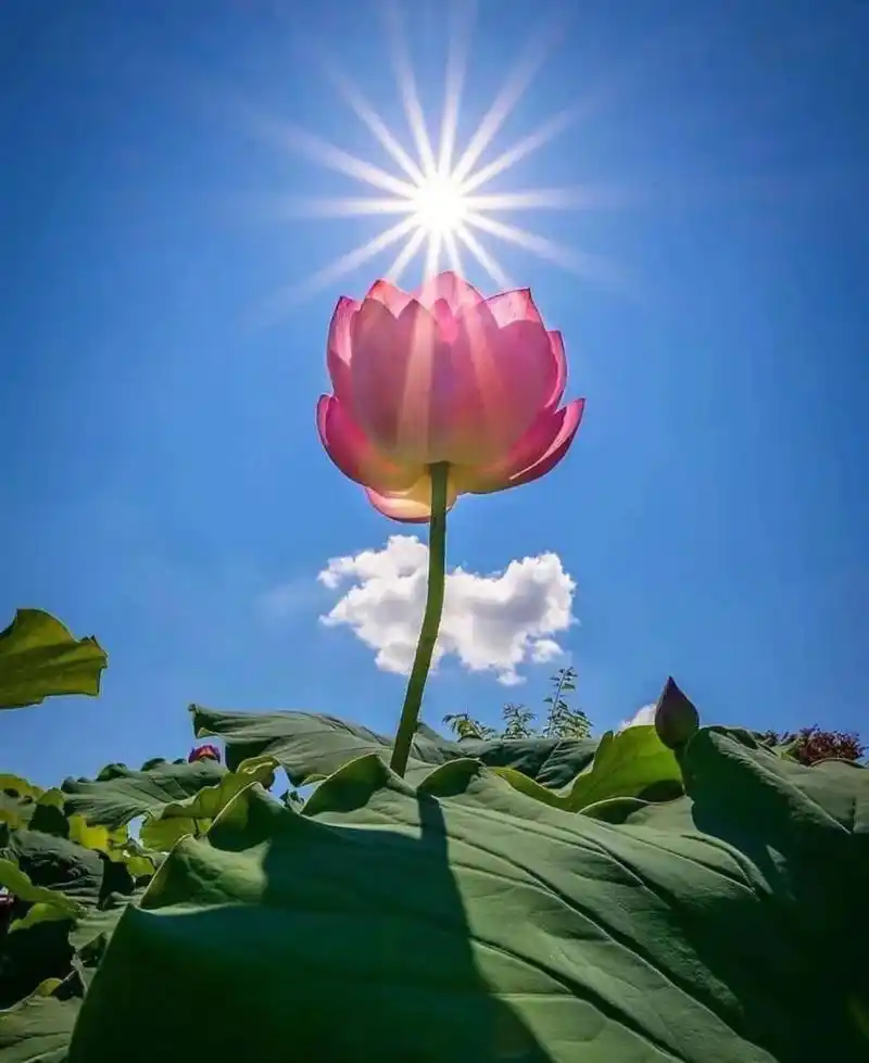 好运头像.招财旺运,增旺事业,消灾避险,招桃花的优质头像.