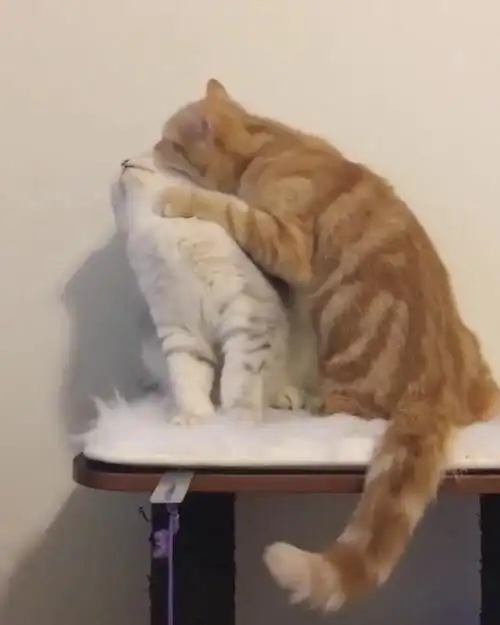 不知道发生了什么,猫咪突然就被扑倒了_哔哩哔哩_bilibili