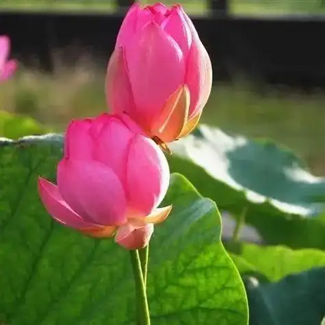 微信头像图片中年人 微信头像图片大全 -【爱个性】