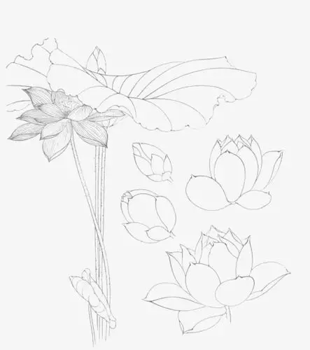 各种画法莲花线稿