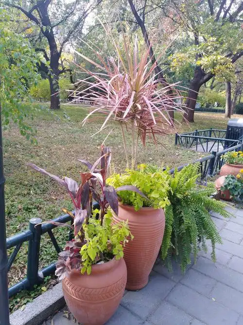 紫竹院赏竹品菊