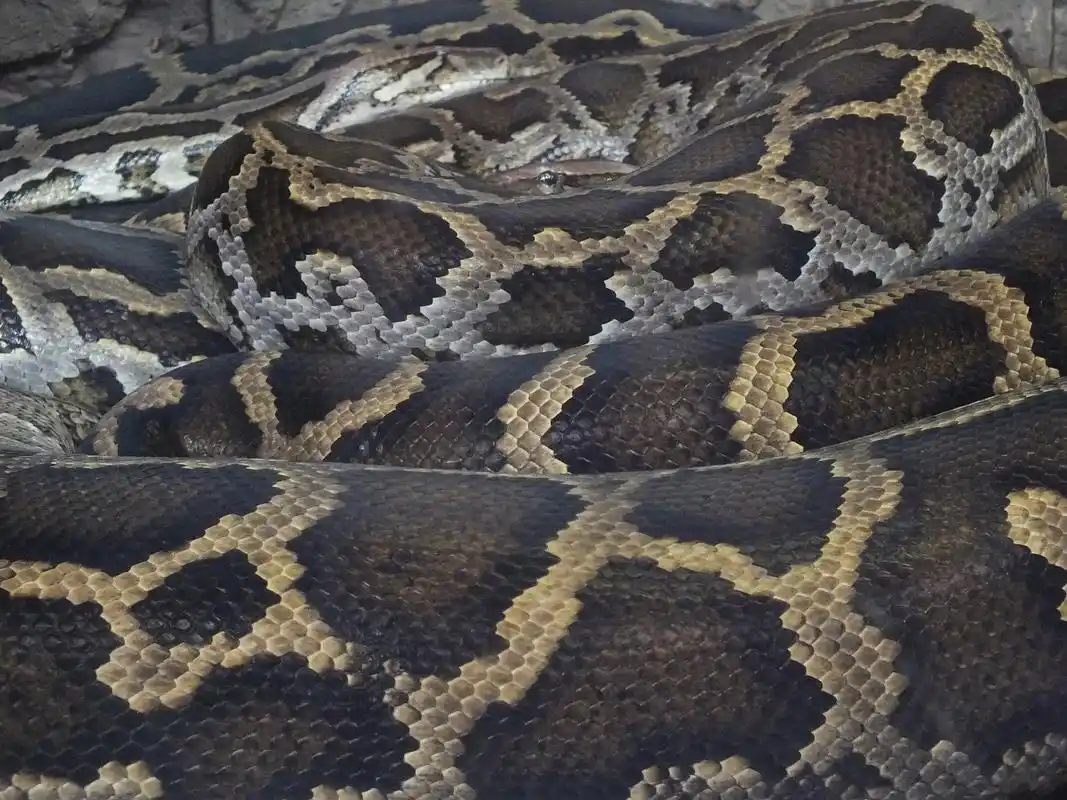 比如之前在古墓中就曾经挖出过一条千年巨蟒,但是对于这件事情的真实