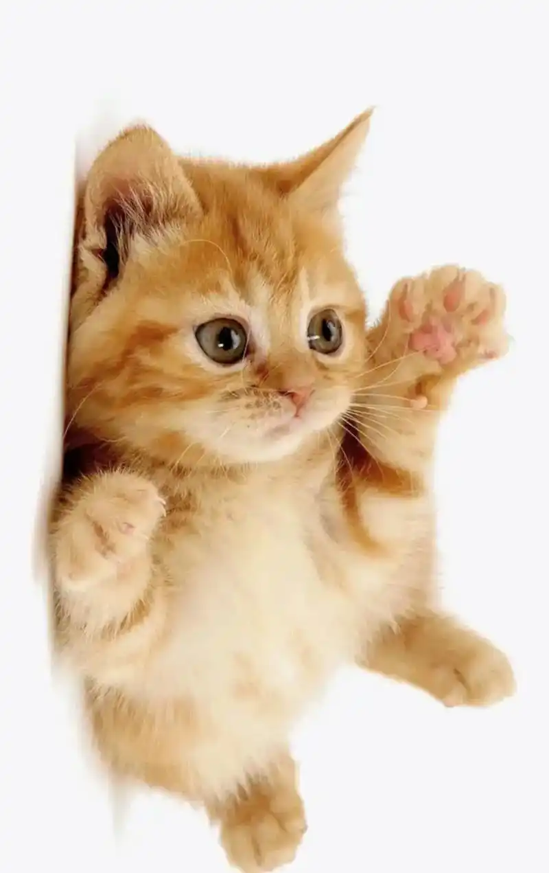 小奶猫 #萌宠 #呆萌呆萌 #可爱的小猫咪 #猫咪头像  - 抖音