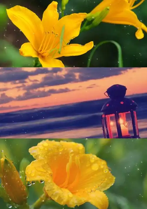 74萱草花视频背景音乐_4096x2160_高清视频素材下载(编号:5993813)