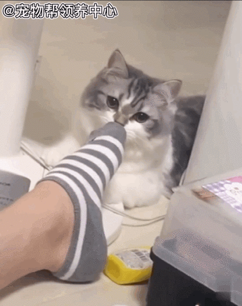 那么当猫咪碰上铲屎官的臭脚,会有怎么样的反应呢?