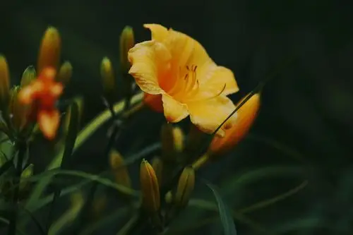 金黄色萱草图片花卉鲜花花朵萱草