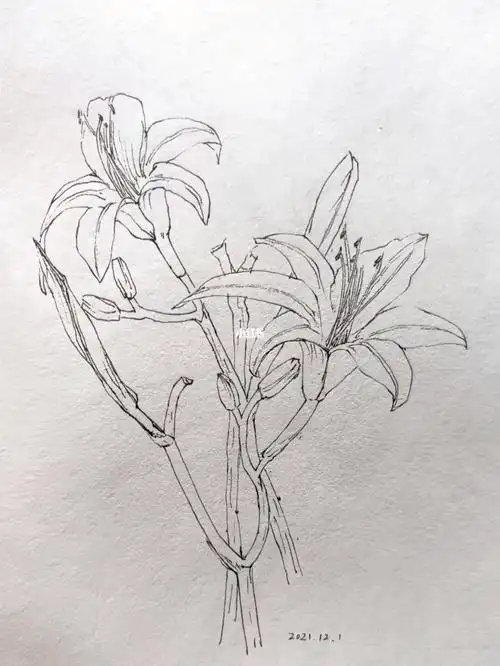 抽空画枝萱草花